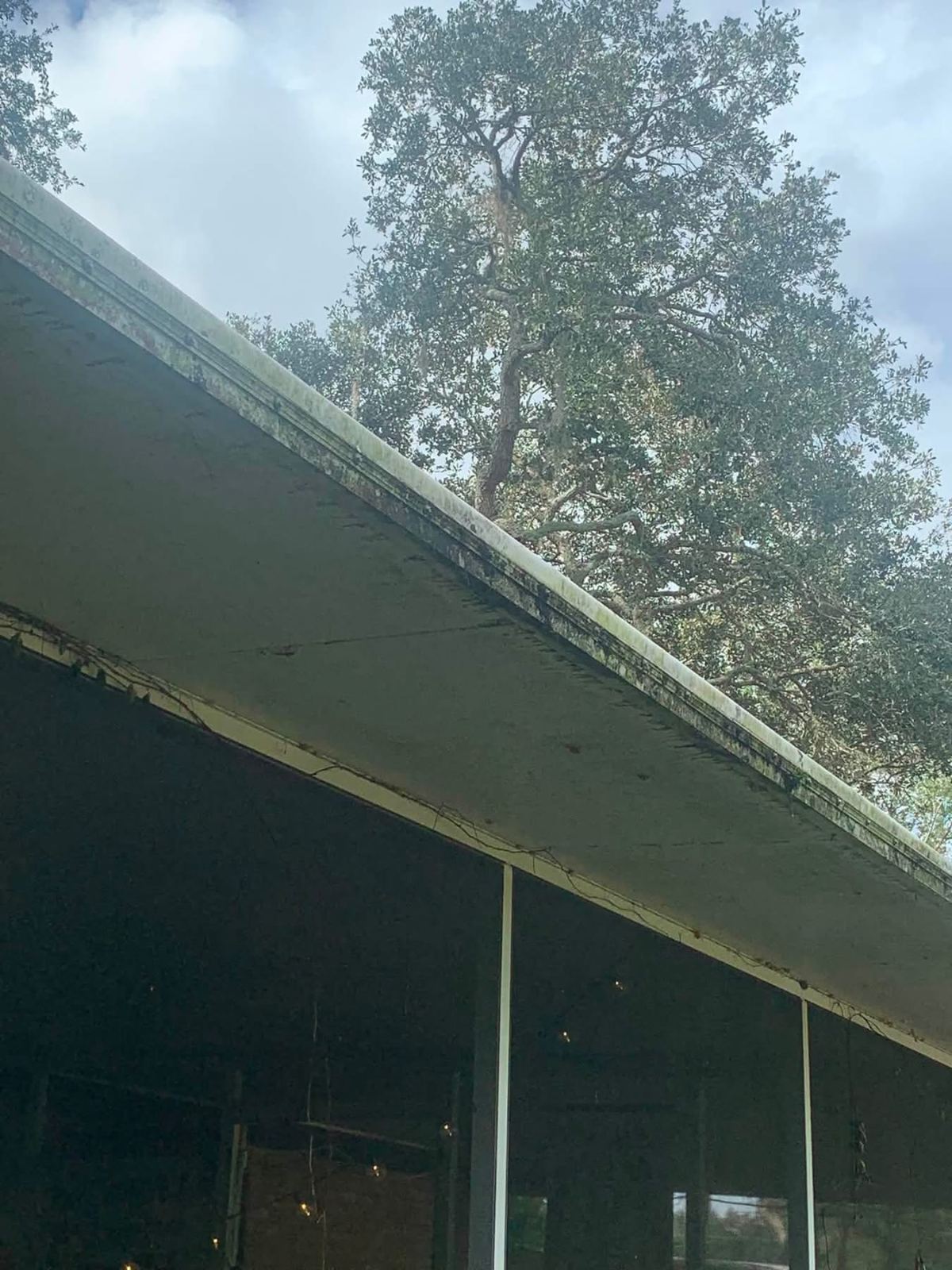 Modern building with large windows beneath tall tree with green foliage